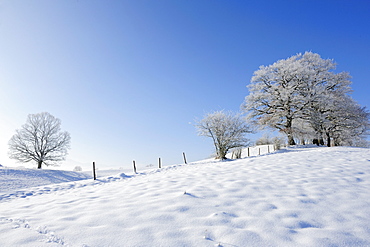 Snowy landscape with snow covered oak trees and beech trees in the background, Upper Bavaria, Bavaria, Germany