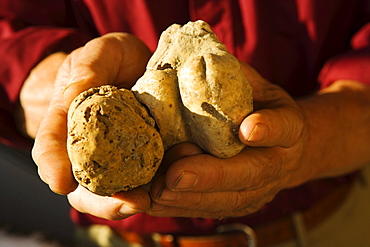 Truffles at the market in Alba, Piedmont, Italy