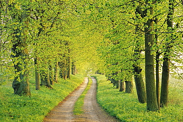 Lime tree alley, near Malchow, Mecklenburg-Western Pomerania, Germany