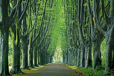 Hornbeam alley at a cemetery, Dortmund, North Rhine-Westphalia, Germany