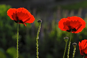 Red poppies in the garden, Germany, Europe