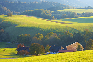 Fields and pastures near the village of St. Peter, Autumn, Southern Part of Black Forest, Black Forest, Baden-Wuerttemberg, Germany, Europe