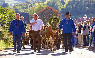 Taking down the cattle from the alpine pasture at Erlenbacher Huette to the village of Oberried, Southern Part of Black Forest, Black Forest, Baden-Wuerttemberg, Germany, Europe