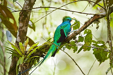 Resplendent Quetzal male, Pharomachrus mocinno costaricensis, Costa Rica