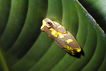 Frog under a heliconia leaf in the rainforest of Tapanti National Park, Costa Rica