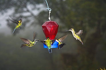 Hummingbirds at a feeder, Cerro de la Muerte, Costa Rica, Central America