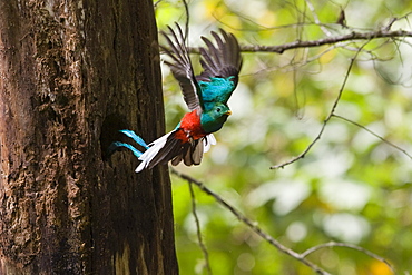 Resplendent Quetzal male in flight, Pharomachrus mocinno costaricensis, Costa Rica