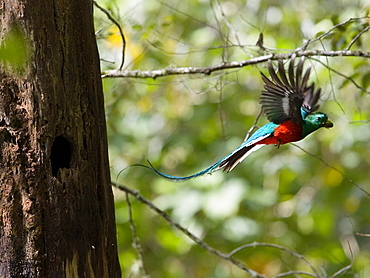 Resplendent Quetzal male in flight, Pharomachrus mocinno costaricensis, Costa Rica