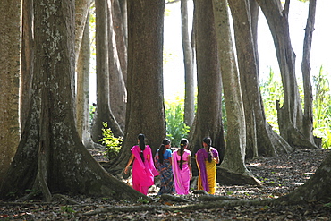 Indian women wearing colourful saris walking through the coastal forest of Radha Nagar Beach, Beach 7, Havelock Island, Andamans, India