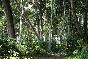 Path through the coastal forest of the Radha Nagar Beach, Beach 7, Havelock Island, Andamans, India