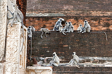 A group of gray langures on the Jetavana Dagoba, Jetavana Vihara, Sacred City, Anuradhapura, Sri Lanka, Asia