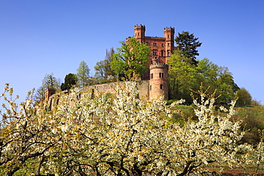 Cherry blossom, Ortenberg castle, near Offenburg, Ortenau region, Black Forest, Baden-Wuerttemberg, Germany