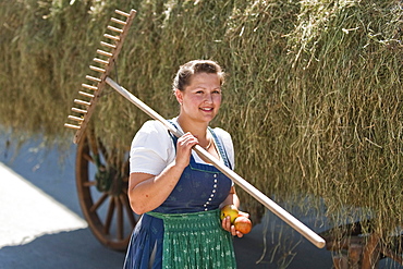 Bull race, Haunshofen, Wielenbach, Upper Bavaria, Germany