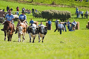 Bull race, Haunshofen, Wielenbach, Upper Bavaria, Germany