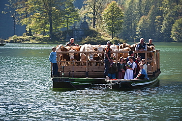 Almabtrieb, Konigssee, Berchtesgadener Land, Upper Bavaria, Germany