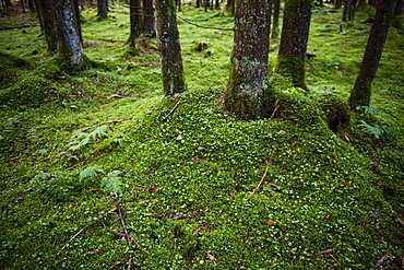 Forest floor, Bavaria, Germany