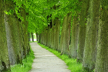 Alley of lime trees, Altmuehltal cycle trail, Altmuehl valley nature park, Altmuehl, Bavaria, Germany