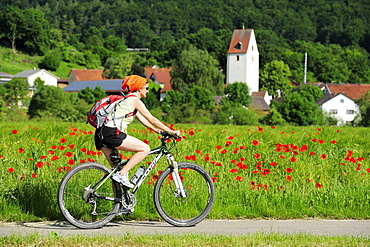 Woman cycling along meadow of poppies, village in background, Altmuehltal cycle trail, Altmuehltal, Bavaria, Germany