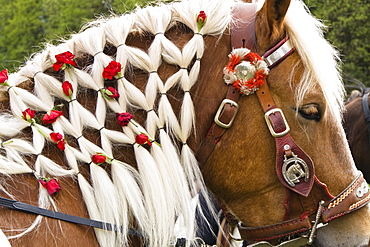 Roses woven into a horse's mane, traditional Georgiritt at Hub chapel, Penzberg, Upper Bavaria, Germany