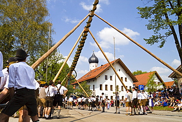 Errecting the traditional May tree in Iffeldorf Upper Bavaria, Germany, Europe