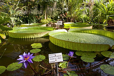 Water lilies in the Victoria house in Goettingen botanic garden, Goettingen, Lower Saxony, northern Germany