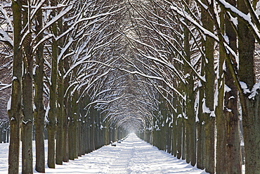 Herrenhaeuser Allee in the winter snow, avenue of lime trees, Georgen Garten, Hanover, Lower Saxony, Germany