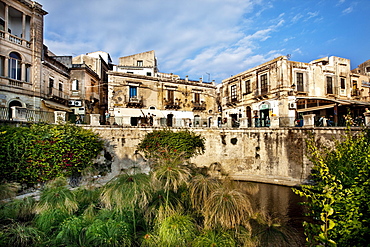 Papyrus, Fonte Aretusa, Ortigia, Syracuse, Sicily, Italy