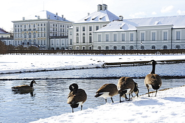 Canada geese in front of a canal, Nymphenburg castle in the background, Nymphenburg castle, Munich, Upper Bavaria, Bavaria, Germany