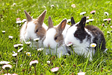 Rabbits on a meadow, Oryctolagus cuniculus, Bavaria, Germany, Europe