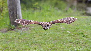 Tawny Owl in flight, Strix aluco, Bavaria, Germany