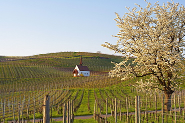 Blossoming cherry tree and chapel (Eichertkapelle) at Jechtingen, Kaiserstuhl, Baden-Wuerttemberg, Germany, Europe