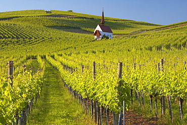 View at vineyards, Jechtingen, Eichertkapelle (chapel), Sasbach am Kaiserstuhl, Baden-Wuerttemberg, Germany, Europe