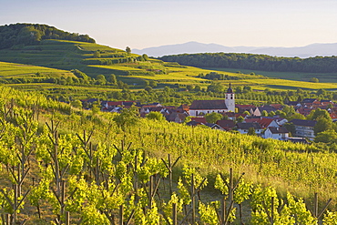 View over vineyards at Jechtingen, Sasbach am Kaiserstuhl, Baden-Wuerttemberg, Germany, Europe