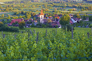 View over vineyards at Burkheim, Kaiserstuhl, Baden-Wuerttemberg, Germany, Europe