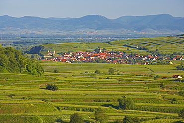 View over Vineyards at Burkheim, Kaiserstuhl, Baden-Wuerttemberg, Germany, Europe