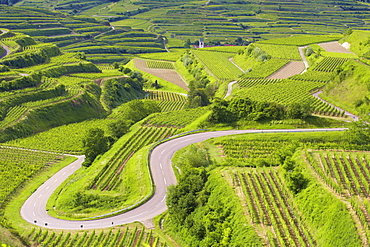 View over Vineyards at Oberbergen, Kaiserstuhl, Baden-Wuerttemberg, Germany, Europe