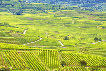 View over vineyards at Bischoffingen, Kaiserstuhl, Baden-Wuerttemberg, Germany, Europe