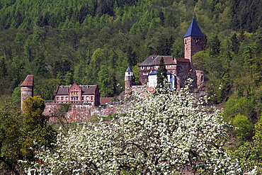 View over Neckar river to Zwingenberg castle, apple blossom in the foreground, Neckar, Baden-Wuerttemberg, Germay