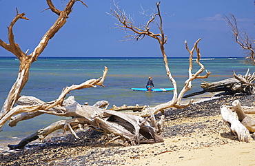 Driftwood and surfer at Ukumehame Beach, Maui, Hawaii, USA, America