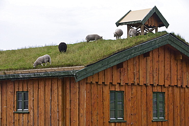 Lawnmower Sheep on Rooftop, near Flakstad, Flakstadoy, Lofoten, Nordland, Norway, Europe