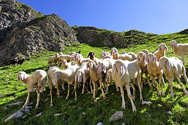 Flock of sheep standing on a mountain meadow, Parseierspitze, Lechtal mountain range, Tyrol, Austria