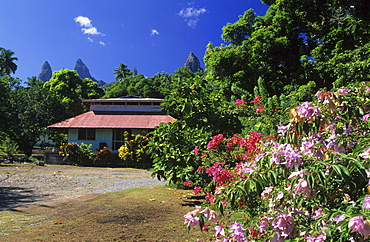 House in the village of Hakahetau surrounded by blooming bushes, island of Ua Pou, French Polynesia