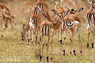 Gazelles in the Serengeti, Tanzania, Afrika