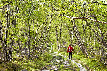 Hiker, Abisko National Park, Lapland, Northern Sweden, northern Sweden, Sweden