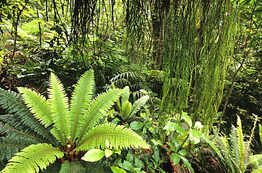 Vegetation of the rainforest at Mt. Egmont National Park on the North Island, New Zealand