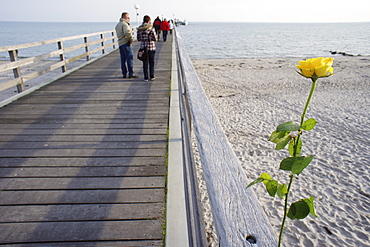 Rose, Pier, Groemitz Beach, Groemitz, Schleswig-Holstein, Germany, Europe