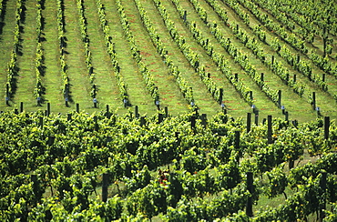 Vineyard in a wine growing district on the South Island, New Zealand