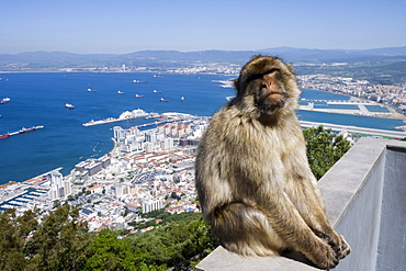 Gibraltar Ape on a wall at Nature Reserve Upper Rock, Gibraltar, Europe