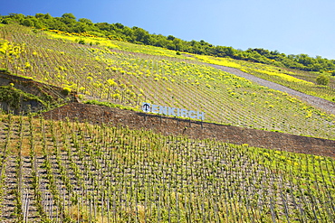 Vineyard near Enkirch, Flowering rape, Wine district, Rhineland-Palatinate, Germany, Europe