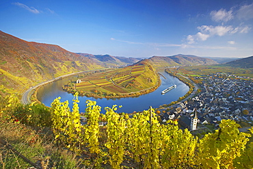 Horse-shoe bend of the river Mosel with Bremm, Wine district, Rhineland-Palatinate, Germany, Europe